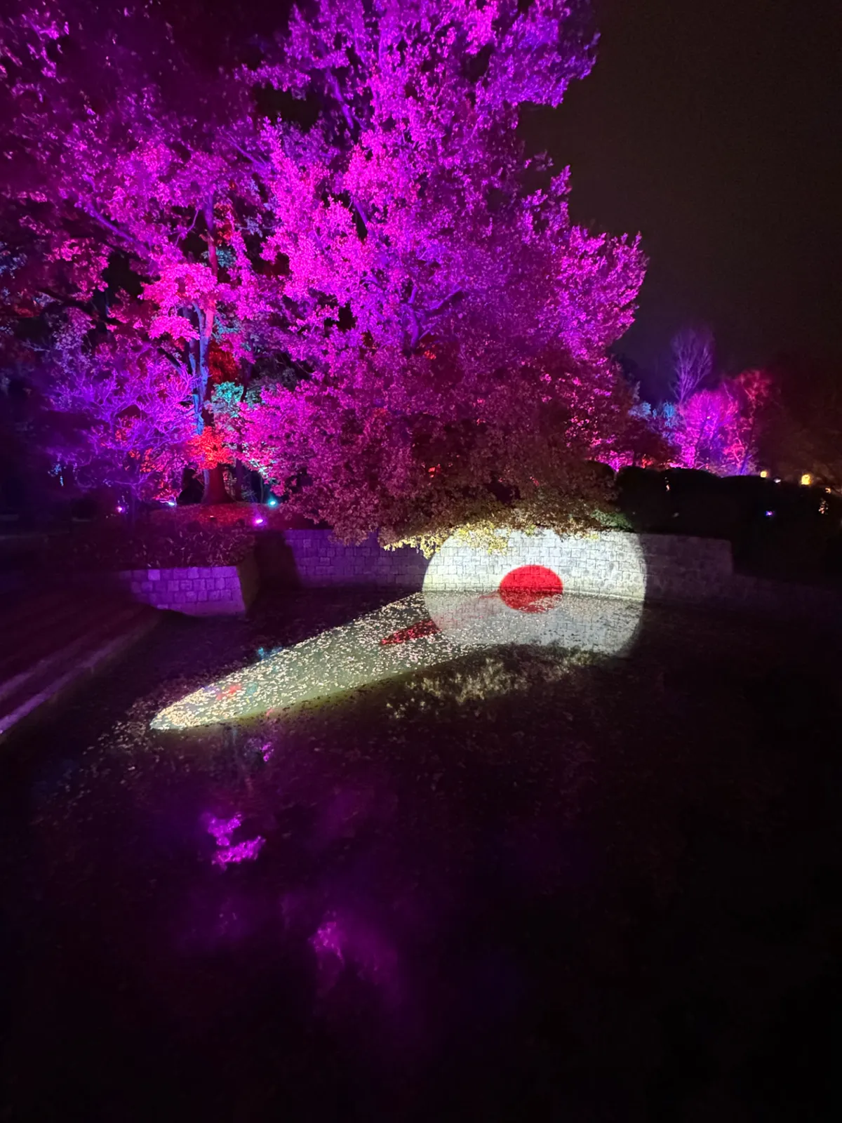 Soleil japonais rouge projeté par gobo sur un mur en pierre à côté d’un arbre éclairé en violet dans le jardin japonais