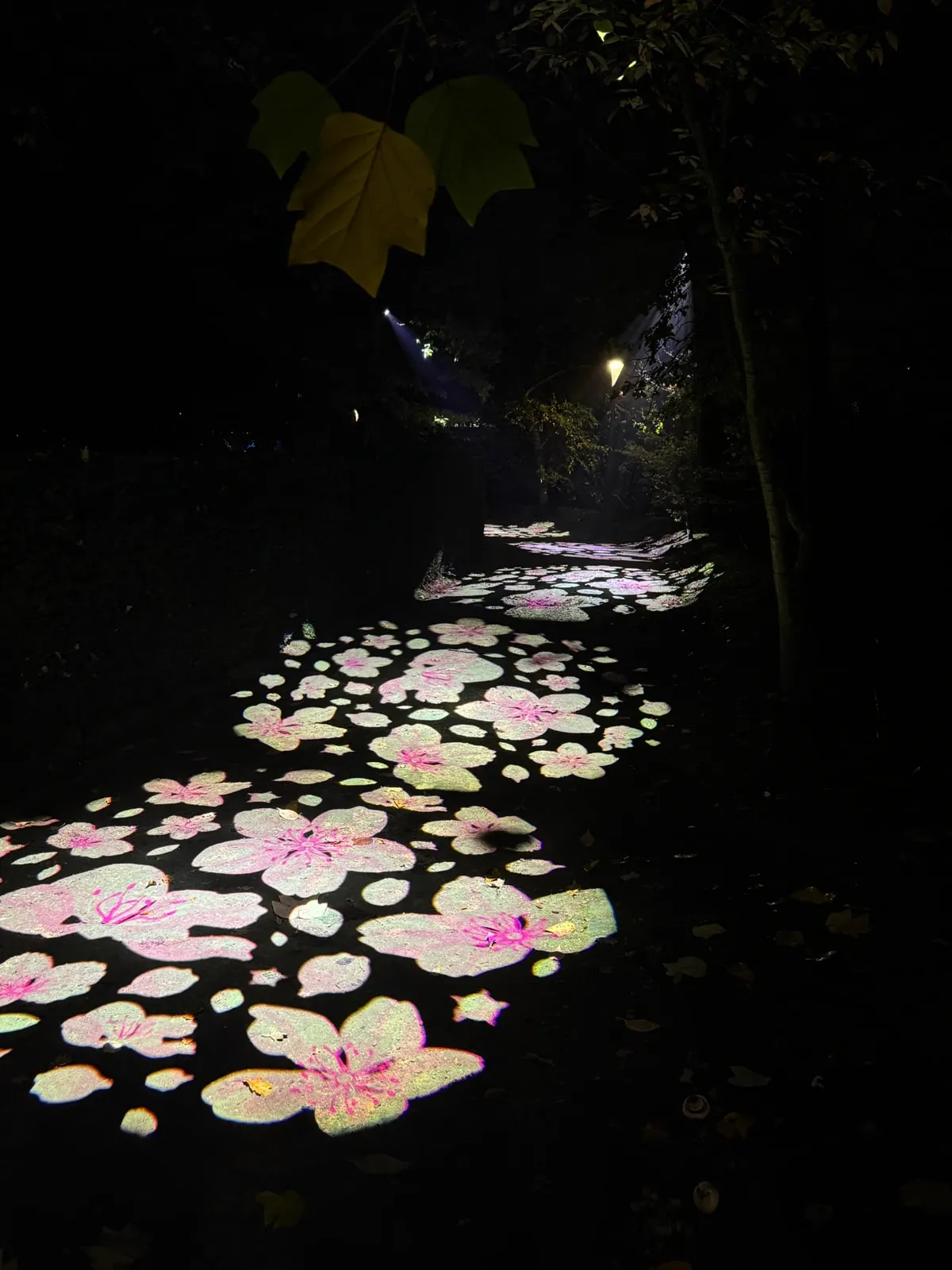 Fleurs de sakura japonaises projetées par gobo sur un sentier du jardin japonais pendant Luminate Lichtfestival Hasselt